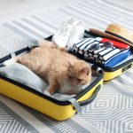 Ginger Cat Relaxing Inside a Packed Yellow Suitcase at Home