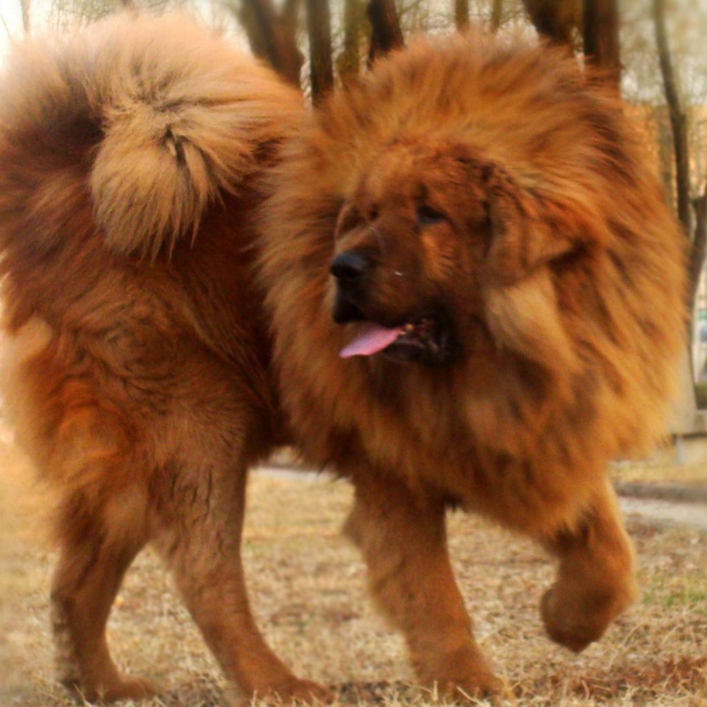 World's Most Expensive Dog Breeds