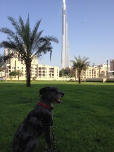 DubaiDog