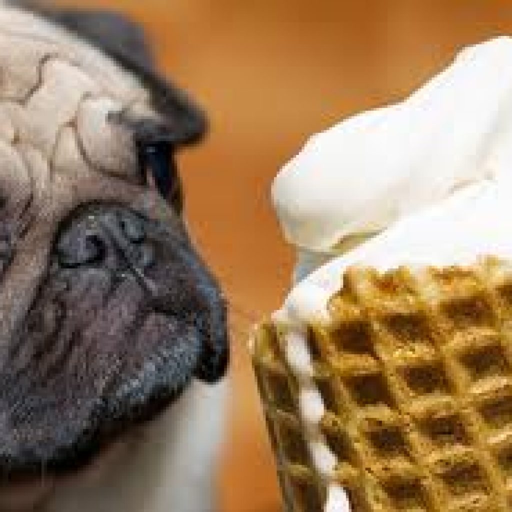 Taking Pets to Italy