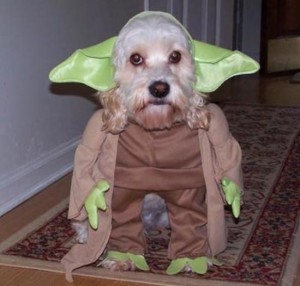 yoda-dog-costume