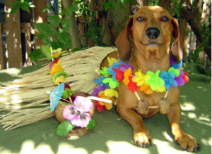 HawaiiDog