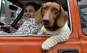 dachshund_driving