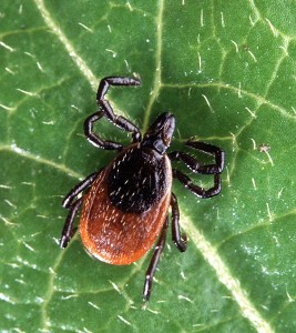 deertick