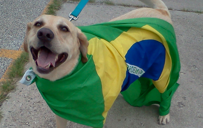 pet travel uk to brazil