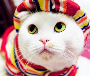 FrenchCat