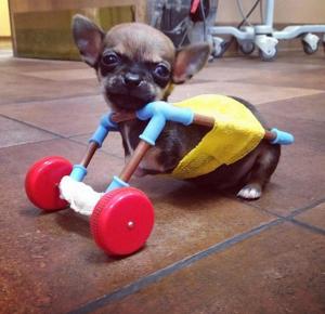 TurboChihuahua