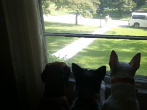 3 Dogs-Waiting at window