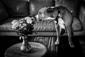 rocco smelling the roses