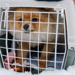 Adorable Dog Enjoys Ride Inside a Pet Carrier