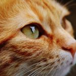 Wings for Whiskers: Essential Tips for International Pet Shipping Success