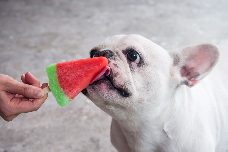 How to Make A Popsicle For Your Dog ✓ Animal Land - Pet Movers