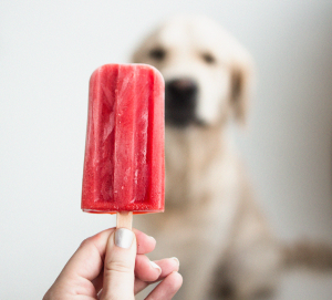 How to Make A Popsicle For Your Dog ✓ Animal Land - Pet Movers