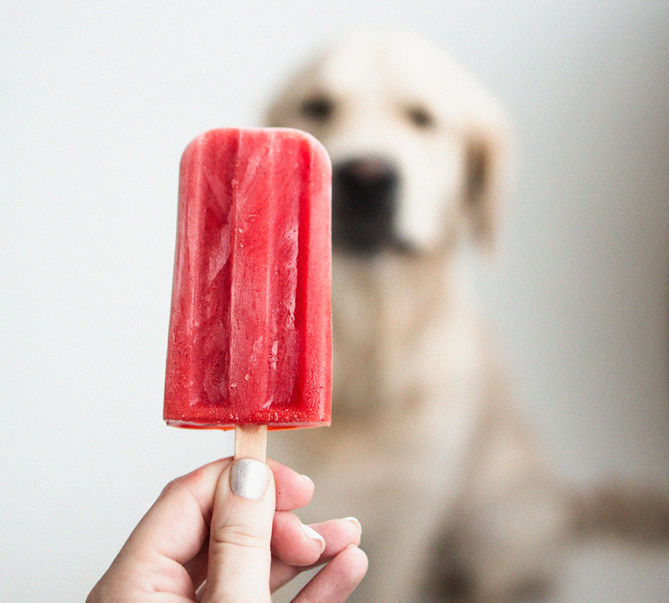 How to Make A Popsicle For Your Dog Animal Land Pet Movers