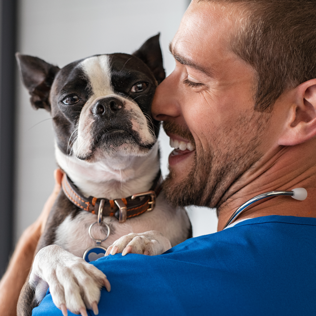 4 pet getting Vet & Documentation Prep ready for international travel