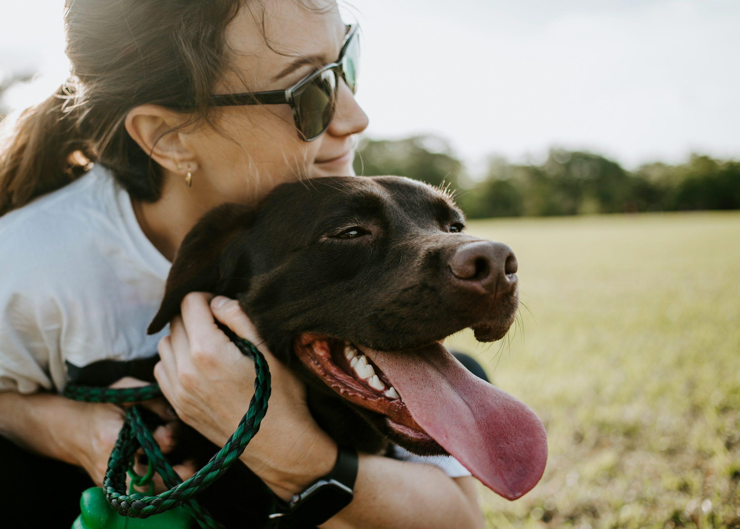 Dog ready for international pet relocation