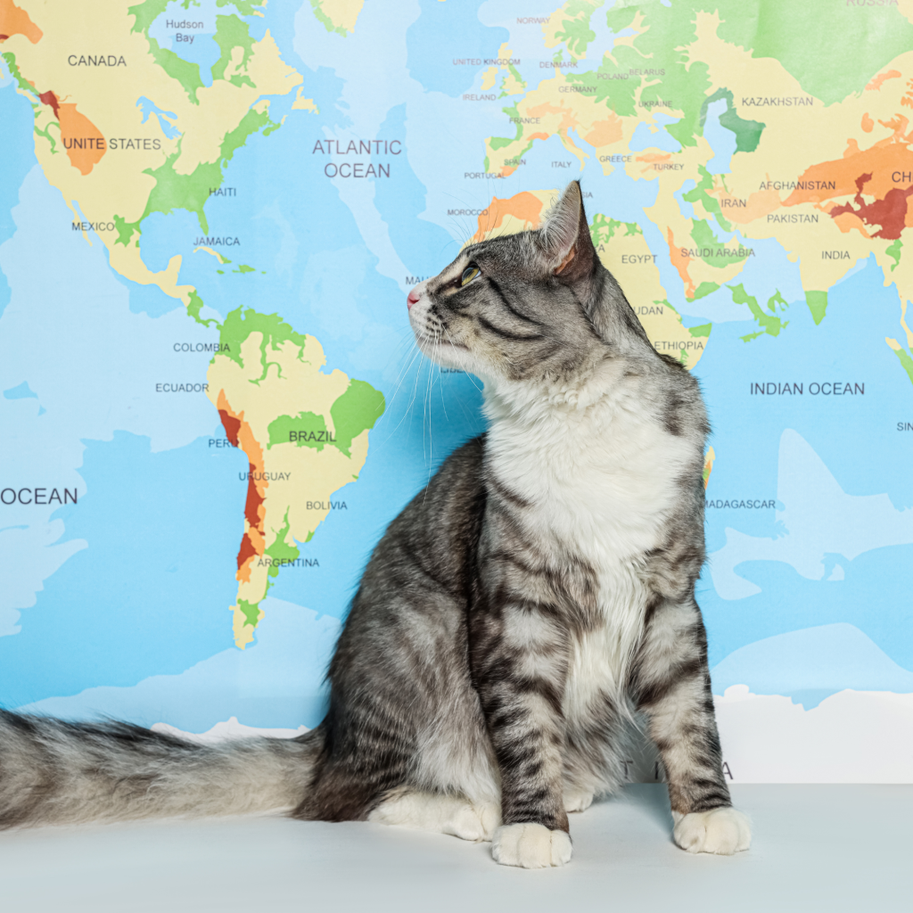 cat sitting in front of world map - International Pet Relocation