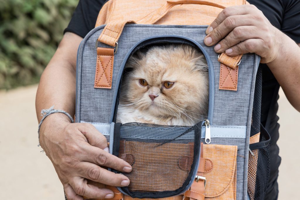 Person carrying a cat inside a carrier bag while traveling