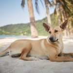 Cute dog lying under palm trees on idyllic sand beach