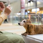 Dachshund at the airport