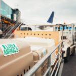 Dogs traveling by airplane. Boxes with live animals at the airport.