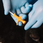 close up of device for microchipping procedure