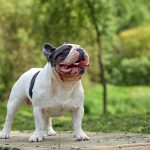 Portrait of a white french bulldog puppy with black spots on a background of green grass