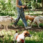 Woman Walking Several Dogs on Leashes Outdoors