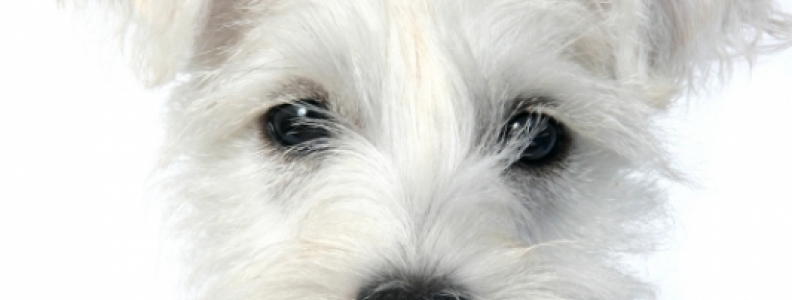 Uship is not a good option for shipping pets