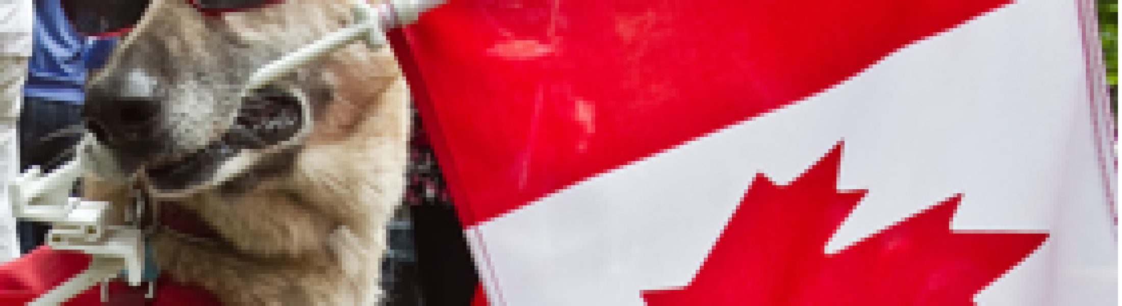 Taking Your Dog to Canada