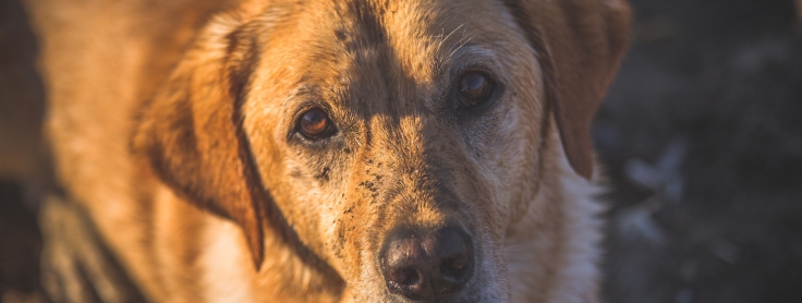 my dog smells bad and is losing hair treatment