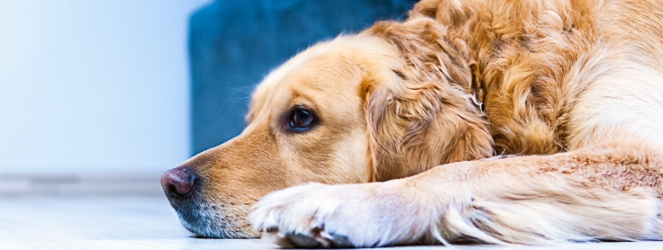 how long does it take for puppy to adjust to new home