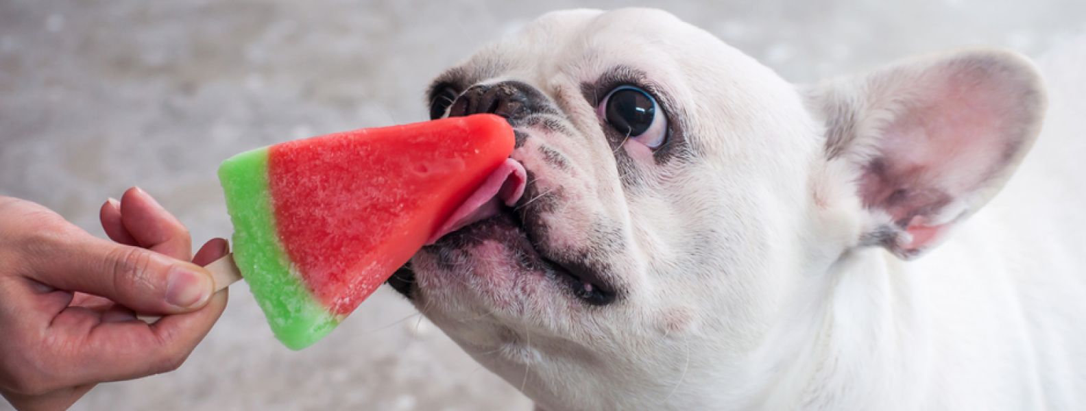 How to Make A Popsicle For Your Dog Animal Land Pet Movers