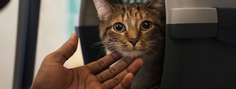 The Ultimate Guide to Ensuring a Smooth Journey for Your Cat