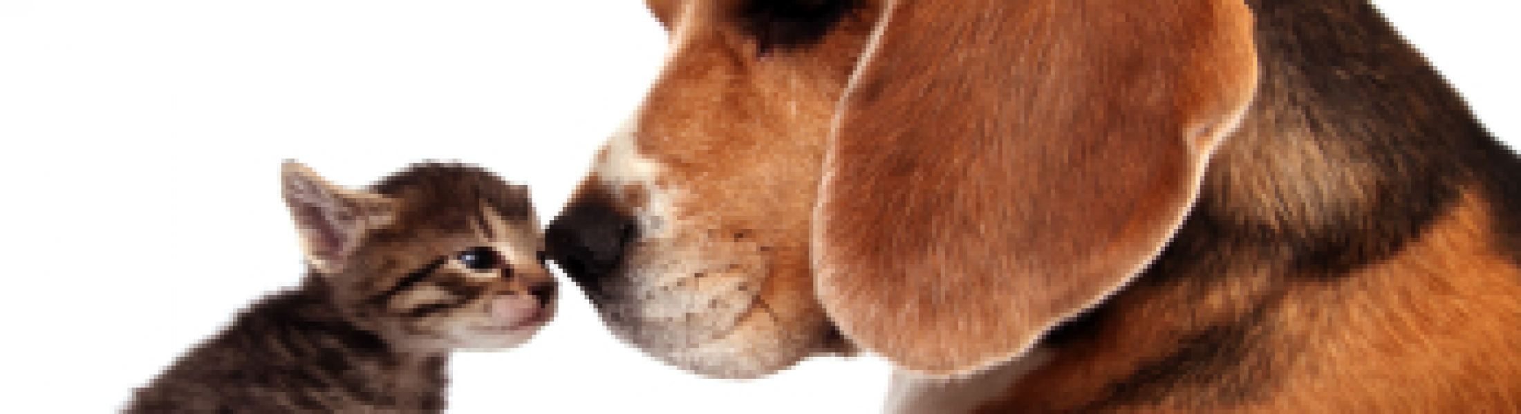 Taking Your Pets to Australia